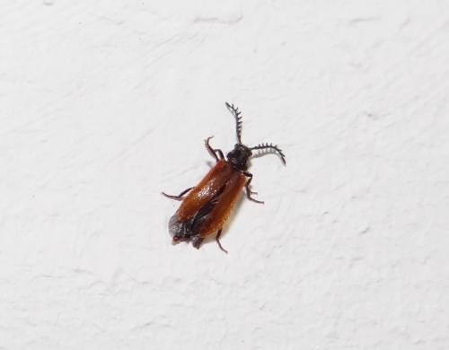 Drilus flavescens